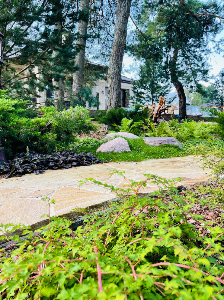 Лесная зона, массивы мшанки и живучки ползучей , папоротники.