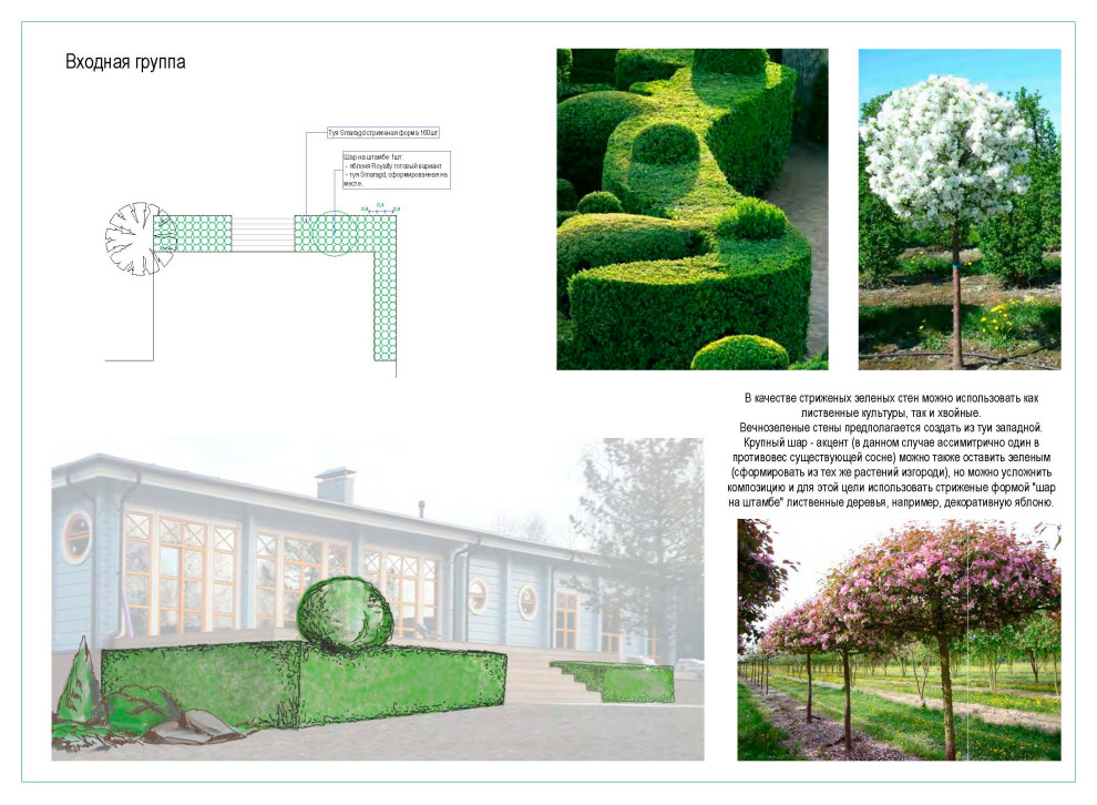 Дендрологический план. Фрагмент.