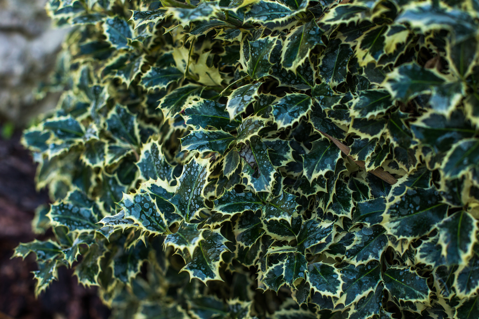 Ландшафтный Дизайн Олимпийский Сочи