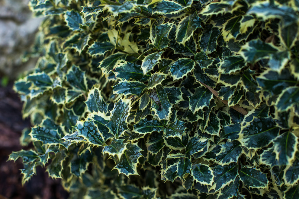 Ландшафтный Дизайн Олимпийский Сочи