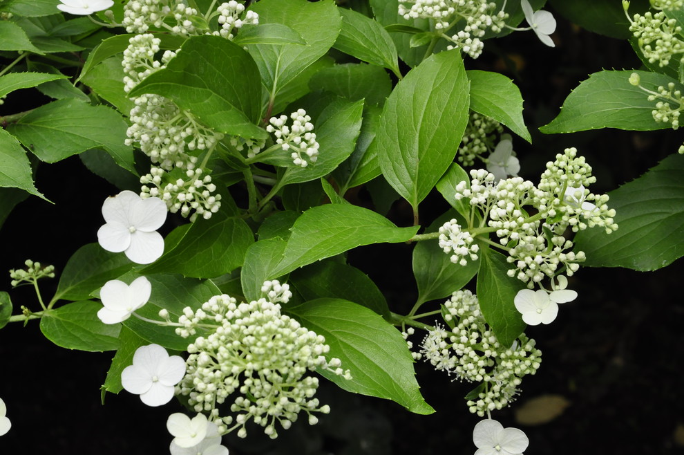 кп "Успенские дачи" - Уход за садом - 100% качество!