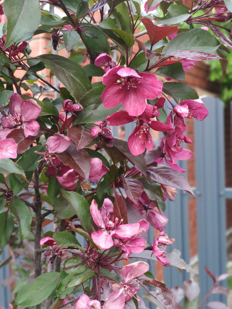 "Мурановские кружева"