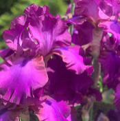 Вікторія Овсяннікова