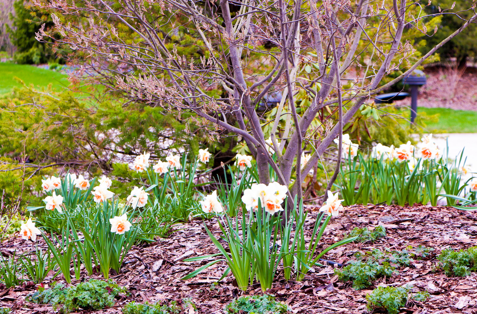 Горки-10, 2017-2020 г.г.