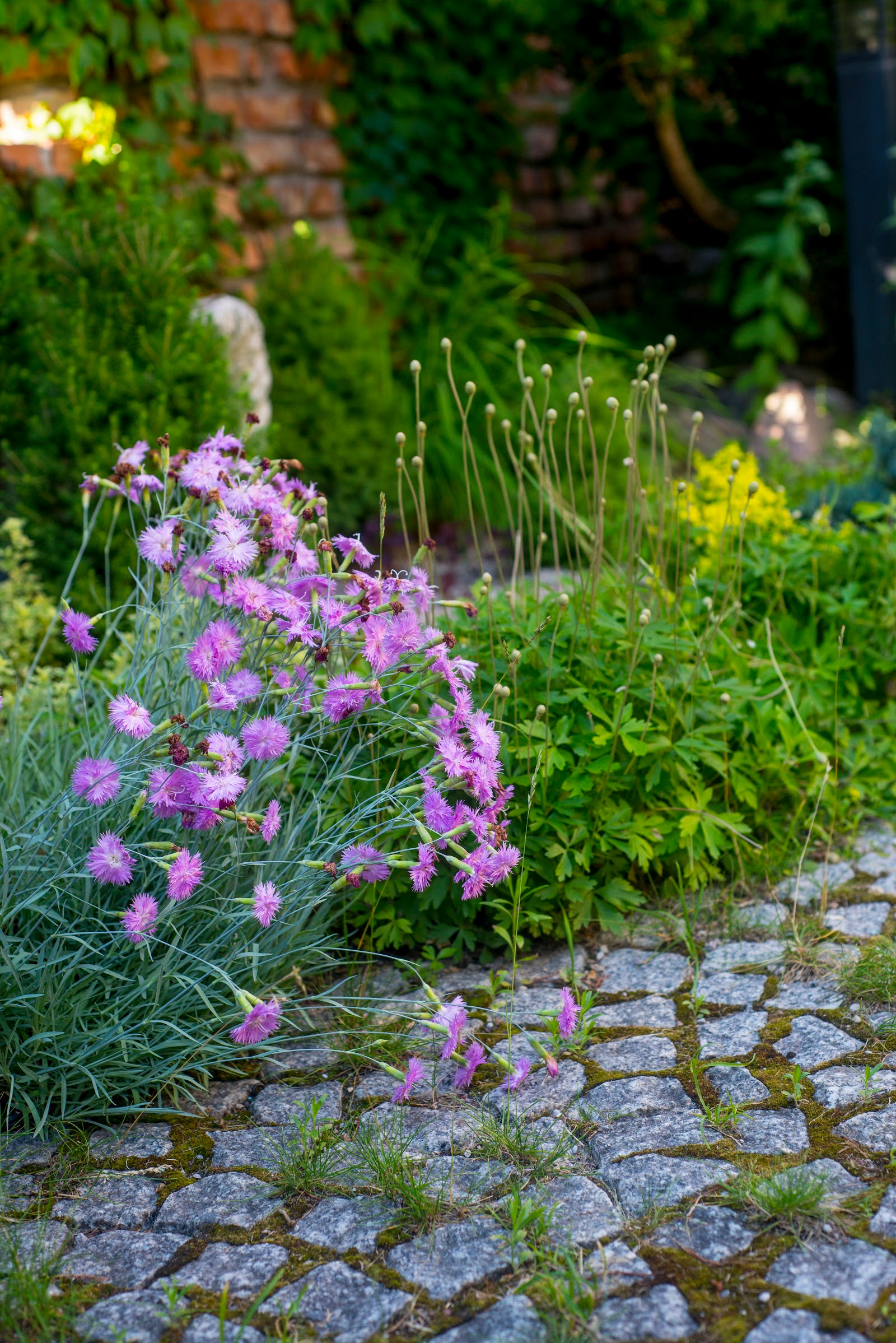 Почвопокровные растения: Зеленый ковер для сада