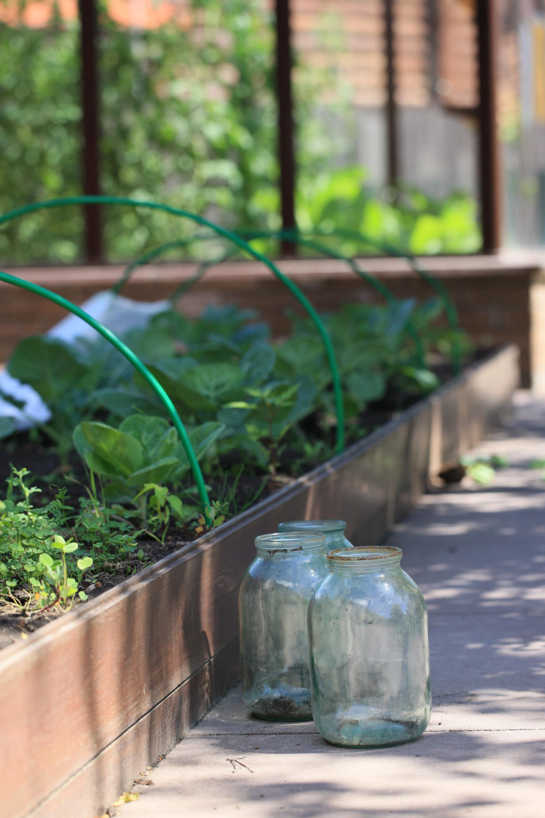 Сад с румянцем