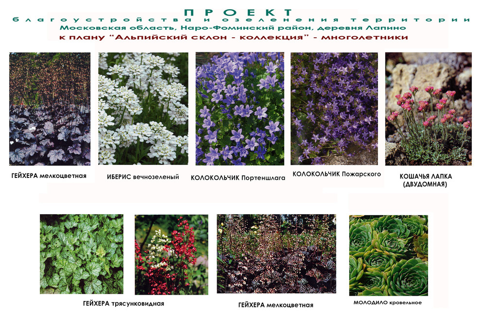 Ландшафтный проект - альпийская горка - видеоряд -  многолетники.