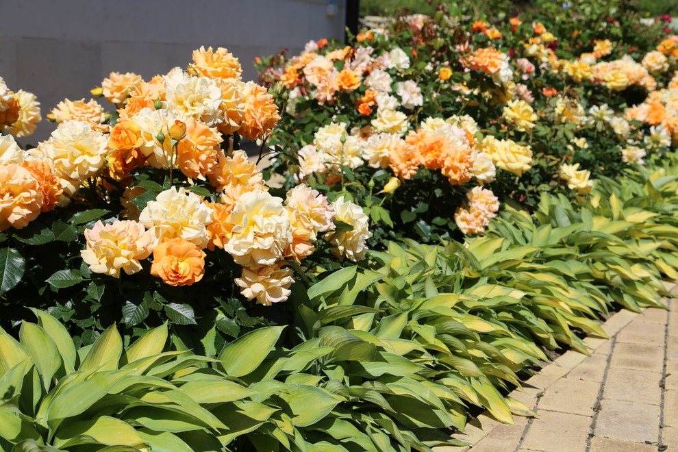 Розарии в садах NB-GARDEN