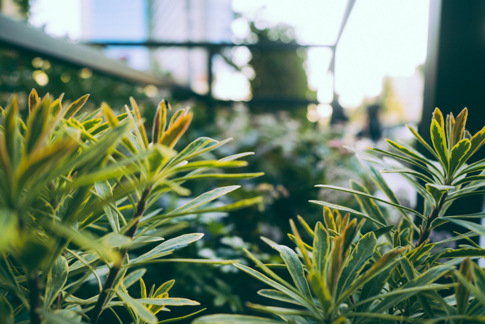 Архитектура природы