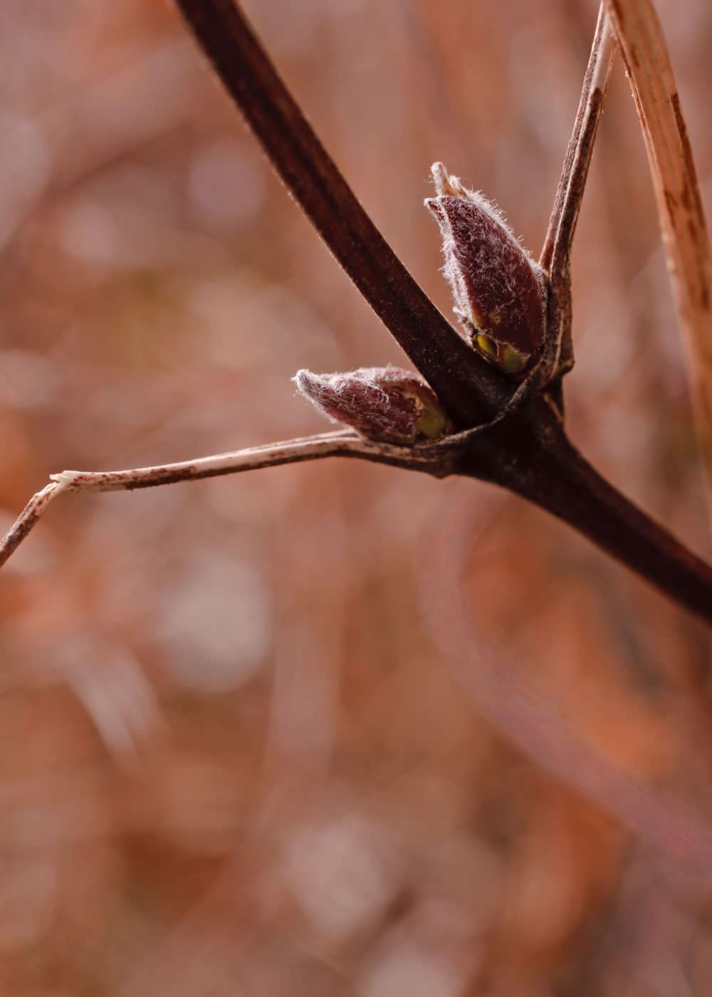Houzz call: Покажите нам весну, которую вы видите из окна