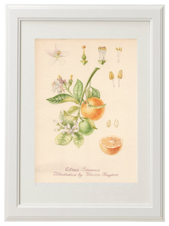 Ботаническая иллюстрация: Апельсин.