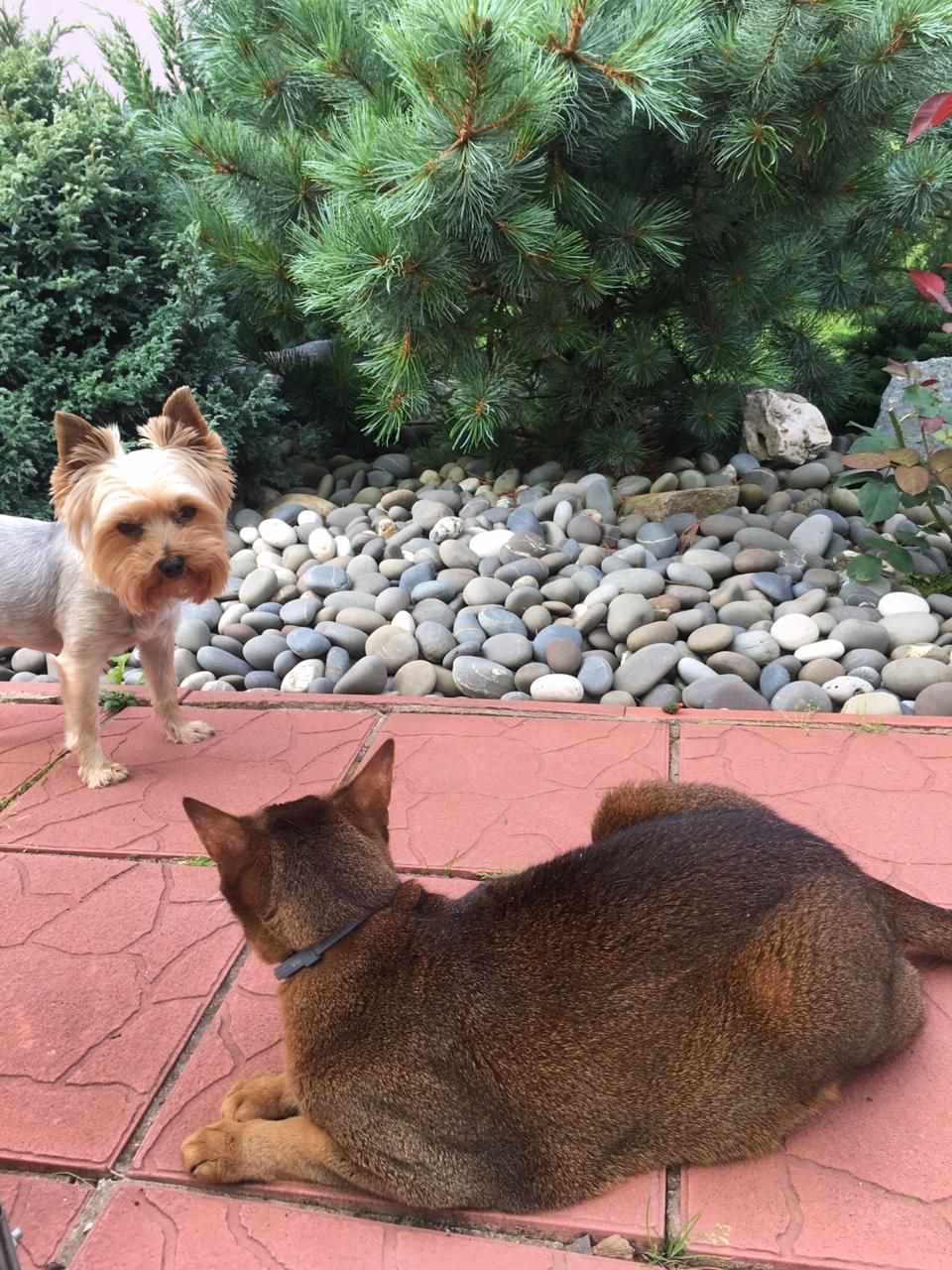 В гостях: Садик как во Франции в подмосковных Рыбаках