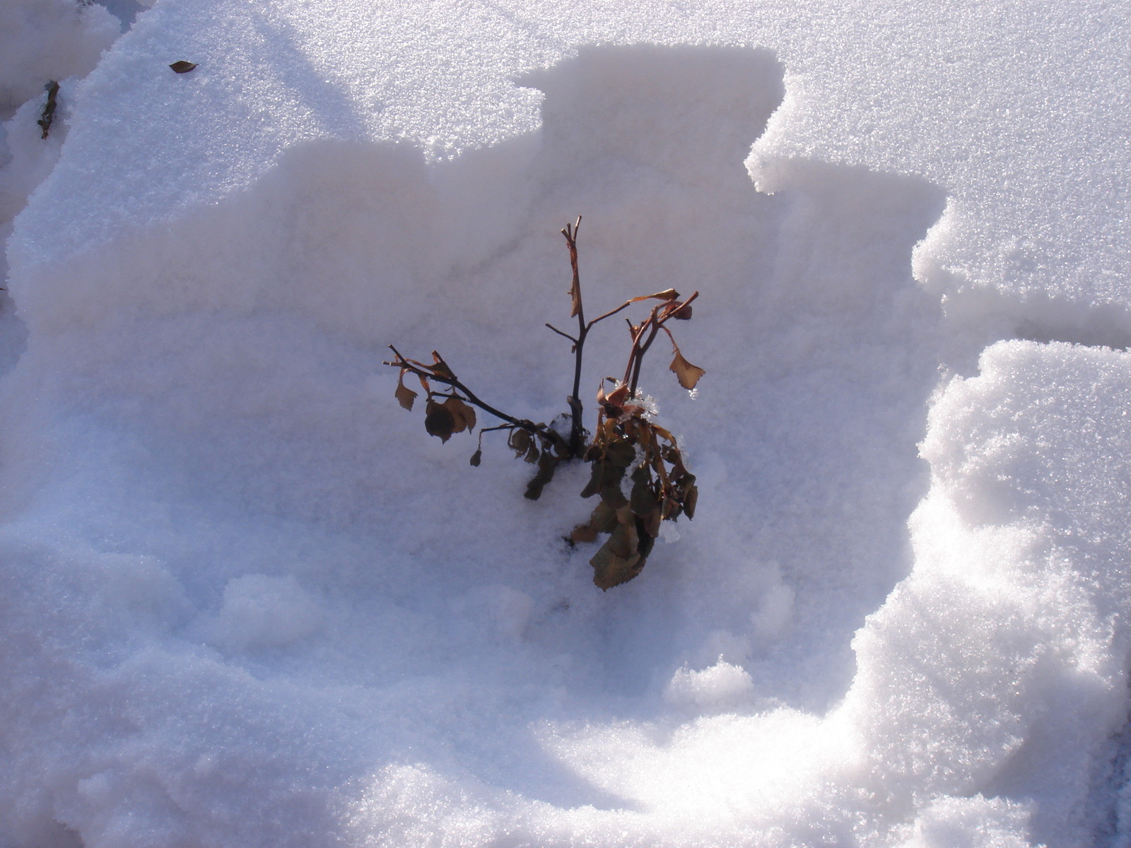 Как правильно: Ухаживать за розами весной