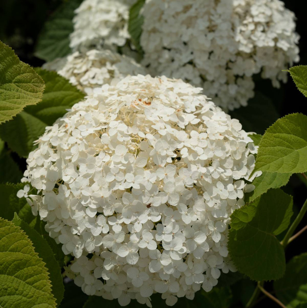 Гортензии для сада премиум-класса