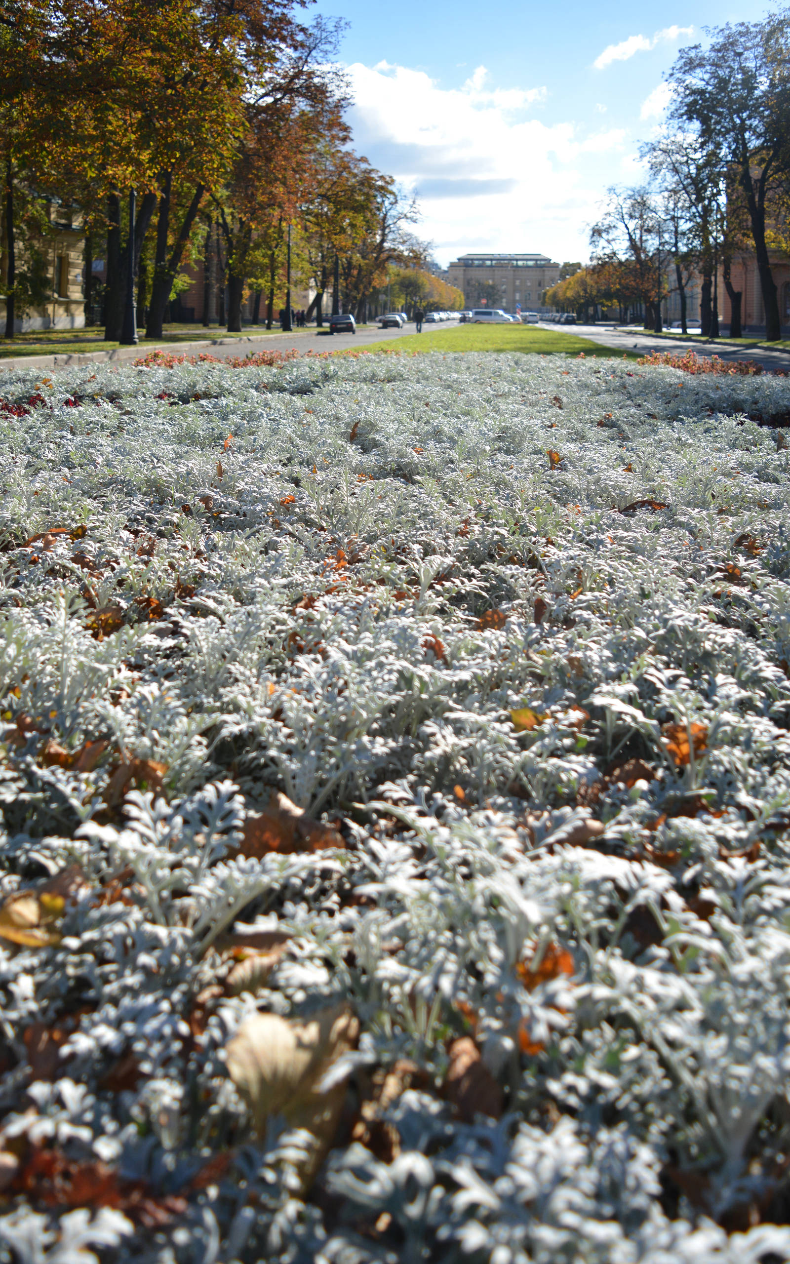 Хороший вопрос: Что посадить — однолетники или многолетники?