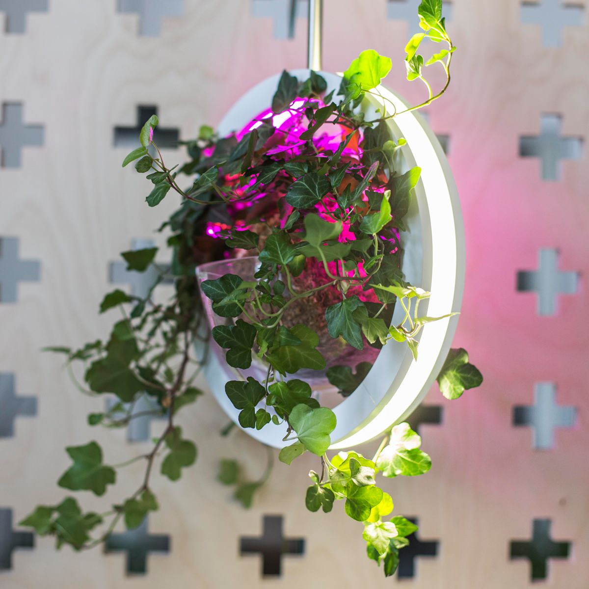 Обложка проекта: Woodled| Фитолампа