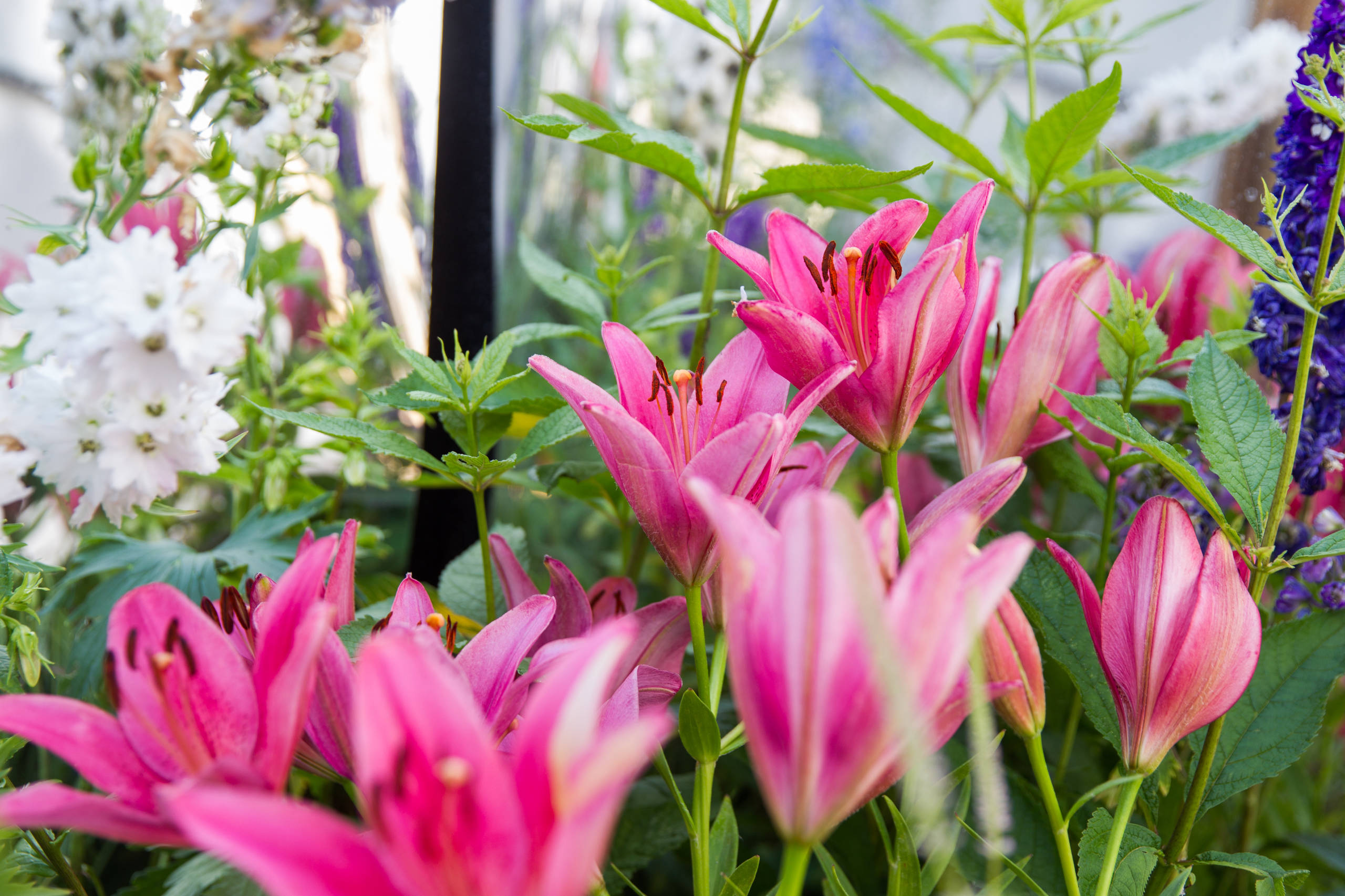 Проект недели: Французский сад на выставке в Москве