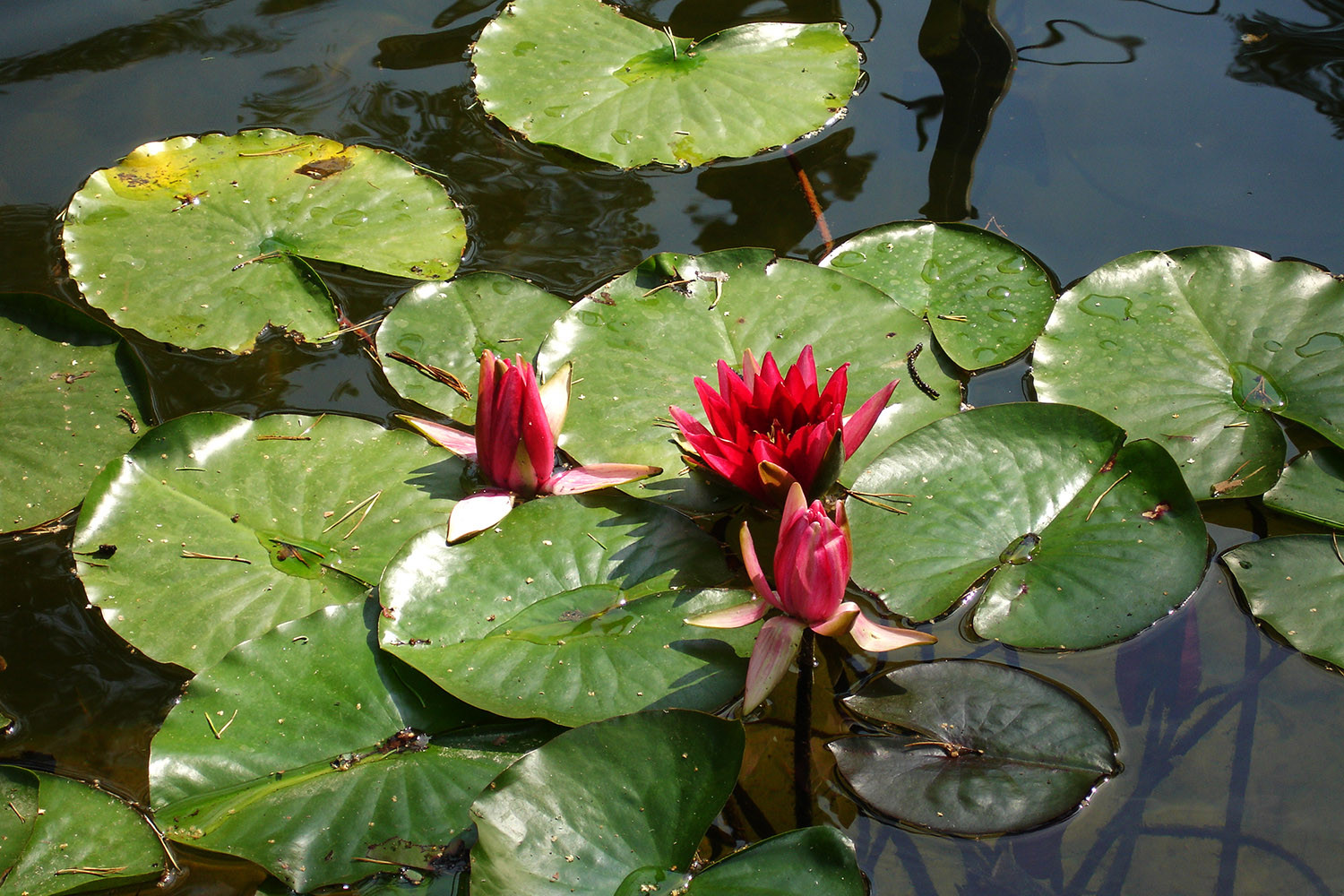 Сад с водоемом в КП " Сосновый Бор"