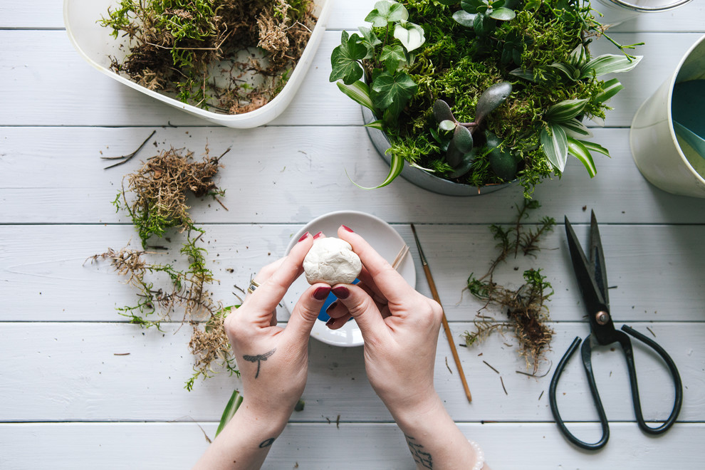 DIY: Как вырастить бонсай в домашних условиях