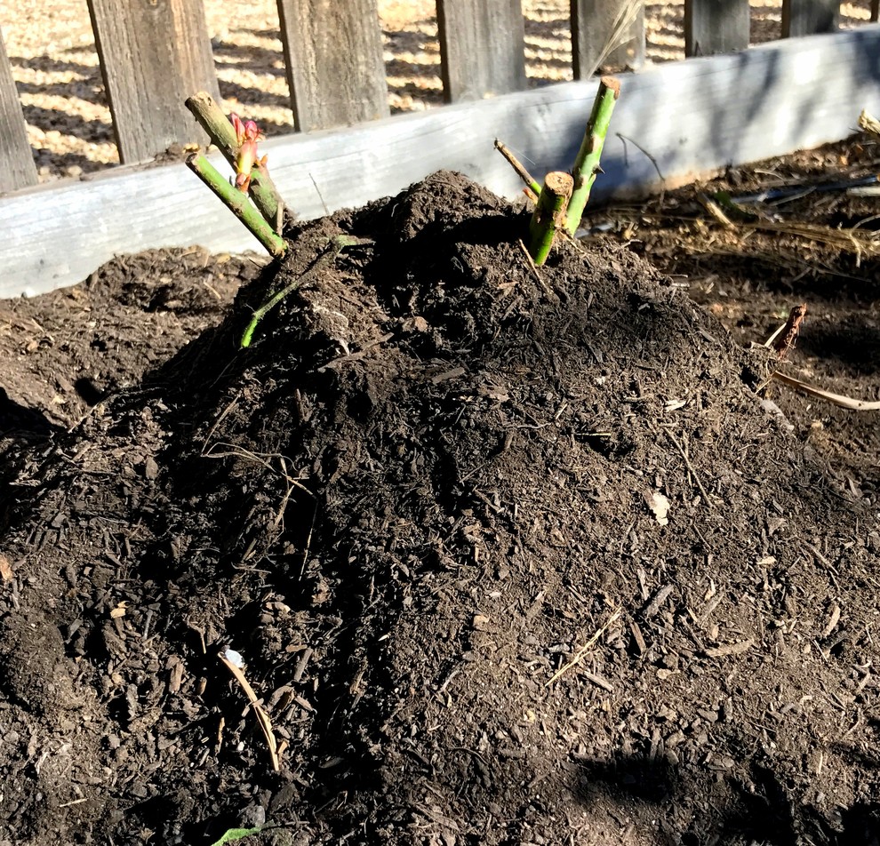 Работа над ошибками: Что пошло не так с розами