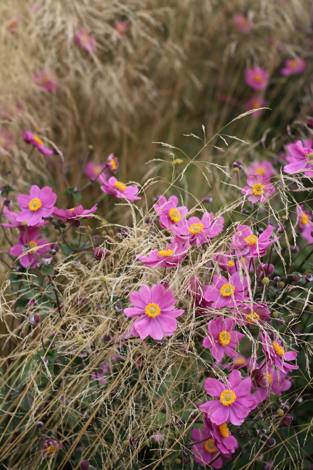 Цветники Советской площади