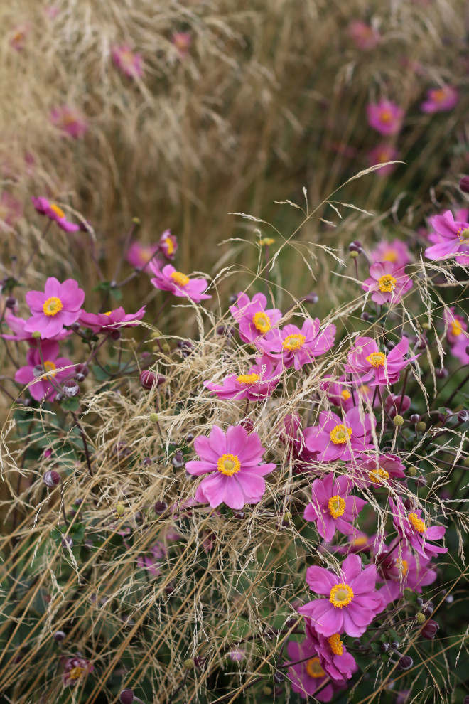 Цветники Советской площади