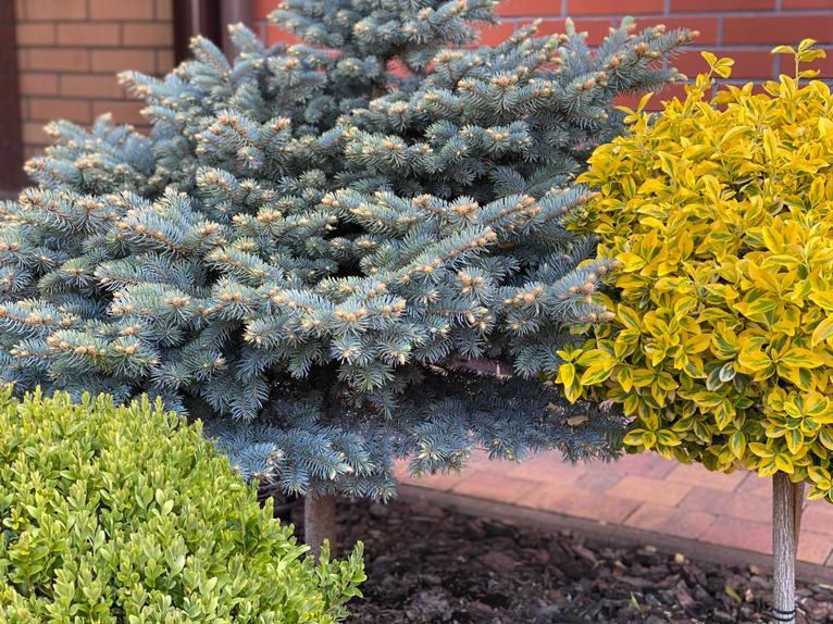 Озеленение территории г. Гурьевск, Калининградская область