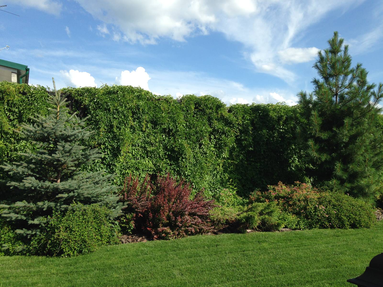 Городской сад