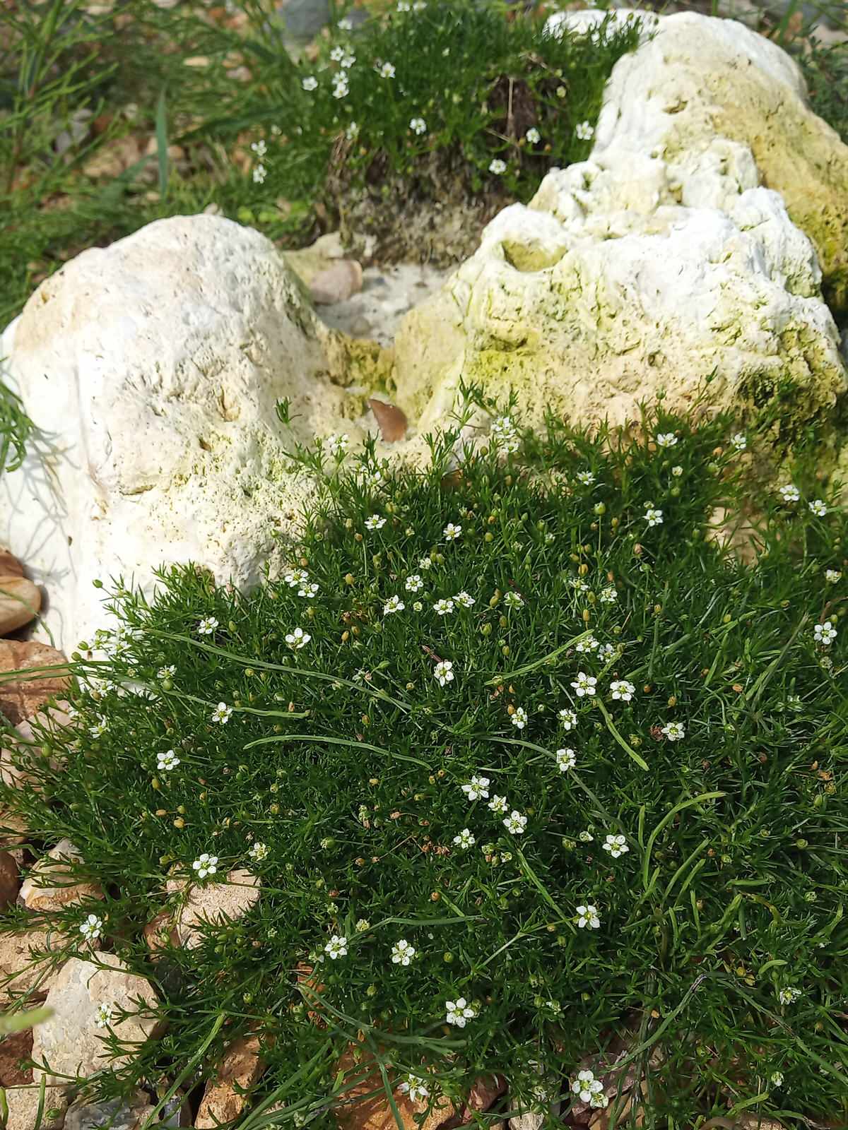 Зелёная комната