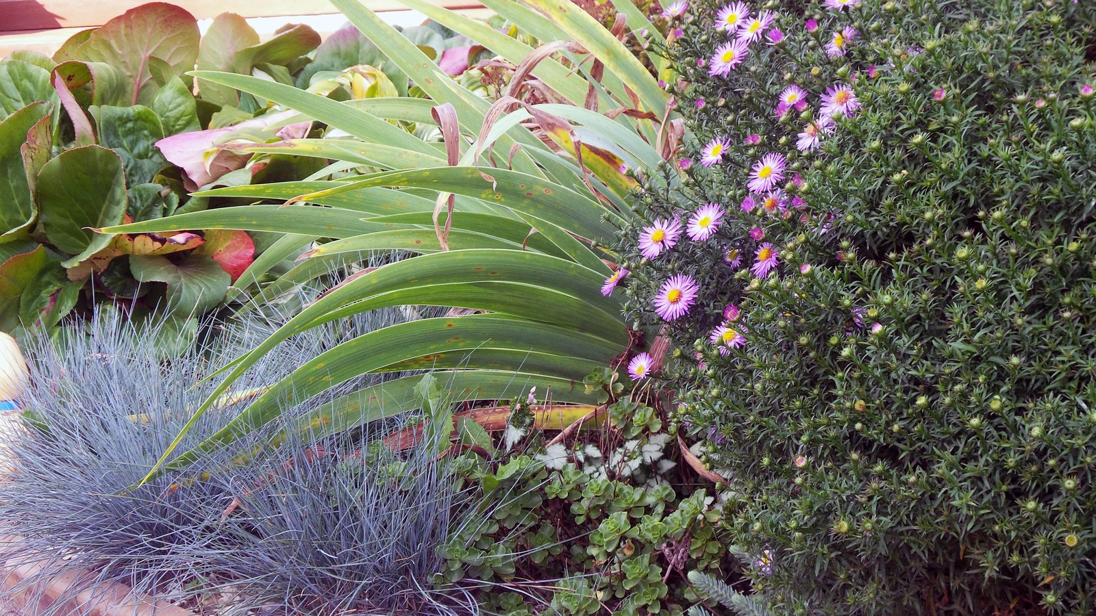 Цветники и композиции