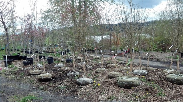 Работа над ошибками: Что пошло не так с деревьями