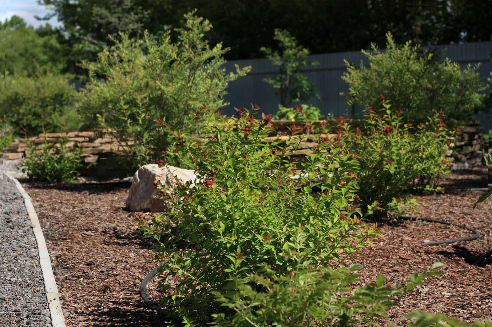 Сад Кандинский