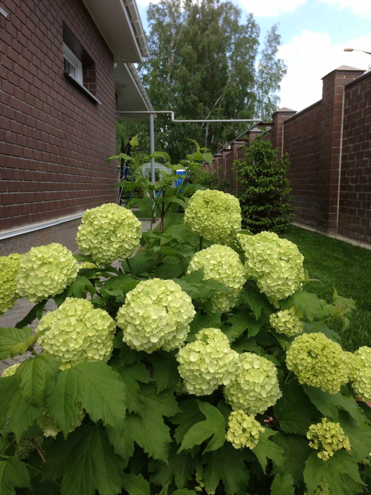 Вавиловец 1