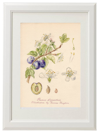 Ботаническая иллюстрация: Слива.