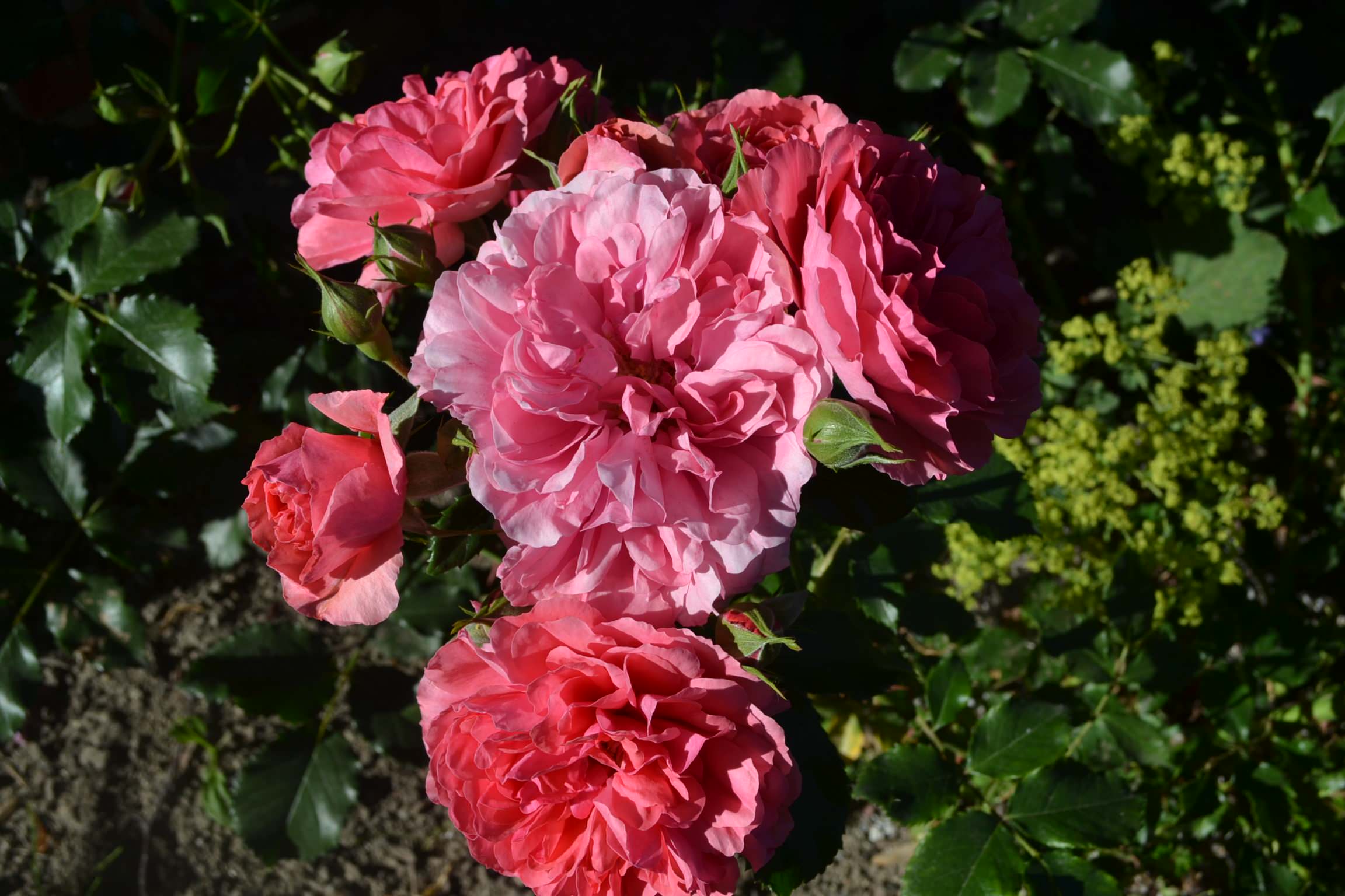 Проект недели: «Сад парфюмера» под Калининградом