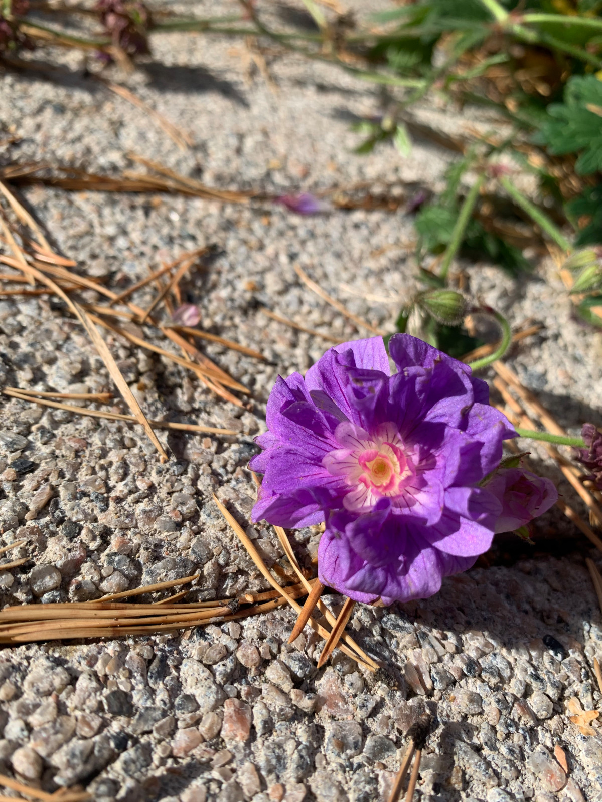 Таргайские усадьбы