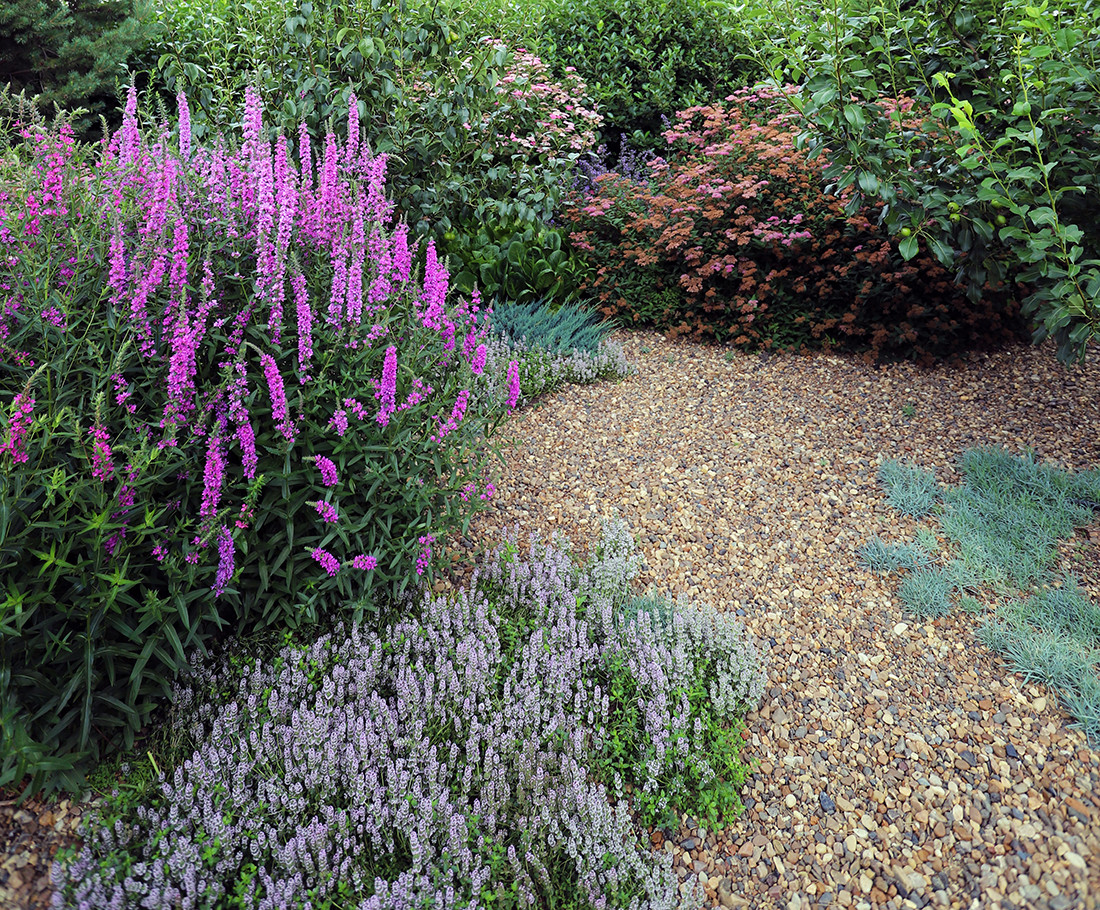 сад в городе