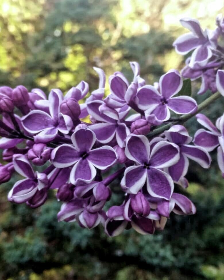 Как правильно: Выбрать и посадить сирень в своем саду