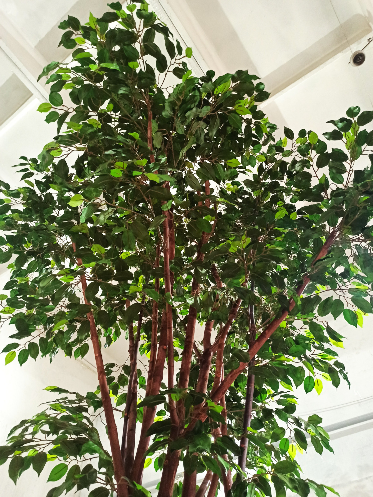 Крупномерные деревья для МармеладЛэнд