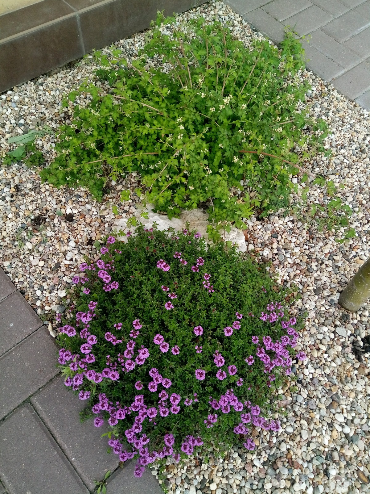 Зелёное удовольствие