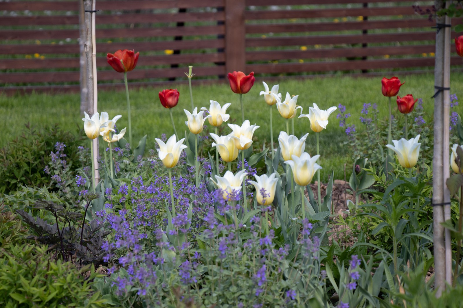 Сосновые берега