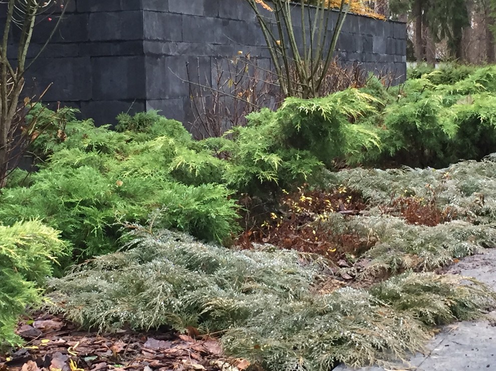 Сосновый бор