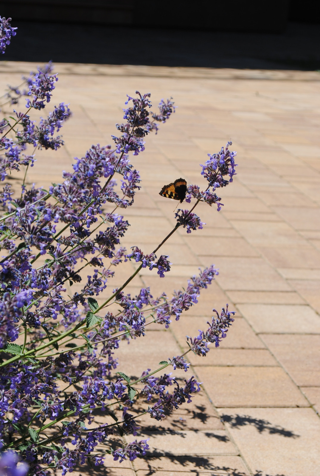 КП Зеленый мыс