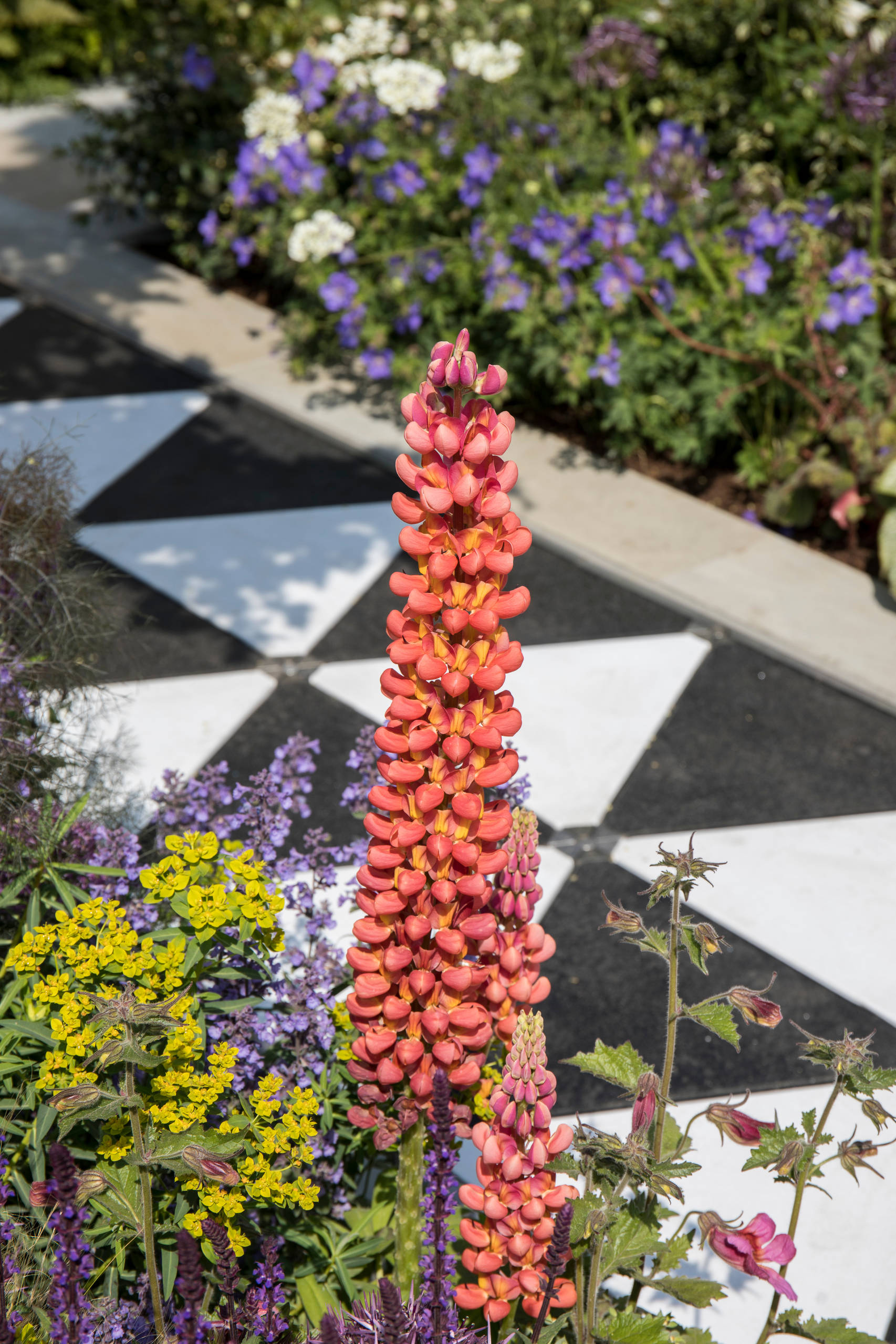 Уроки Chelsea Flower Show: Модные растения 2018 года