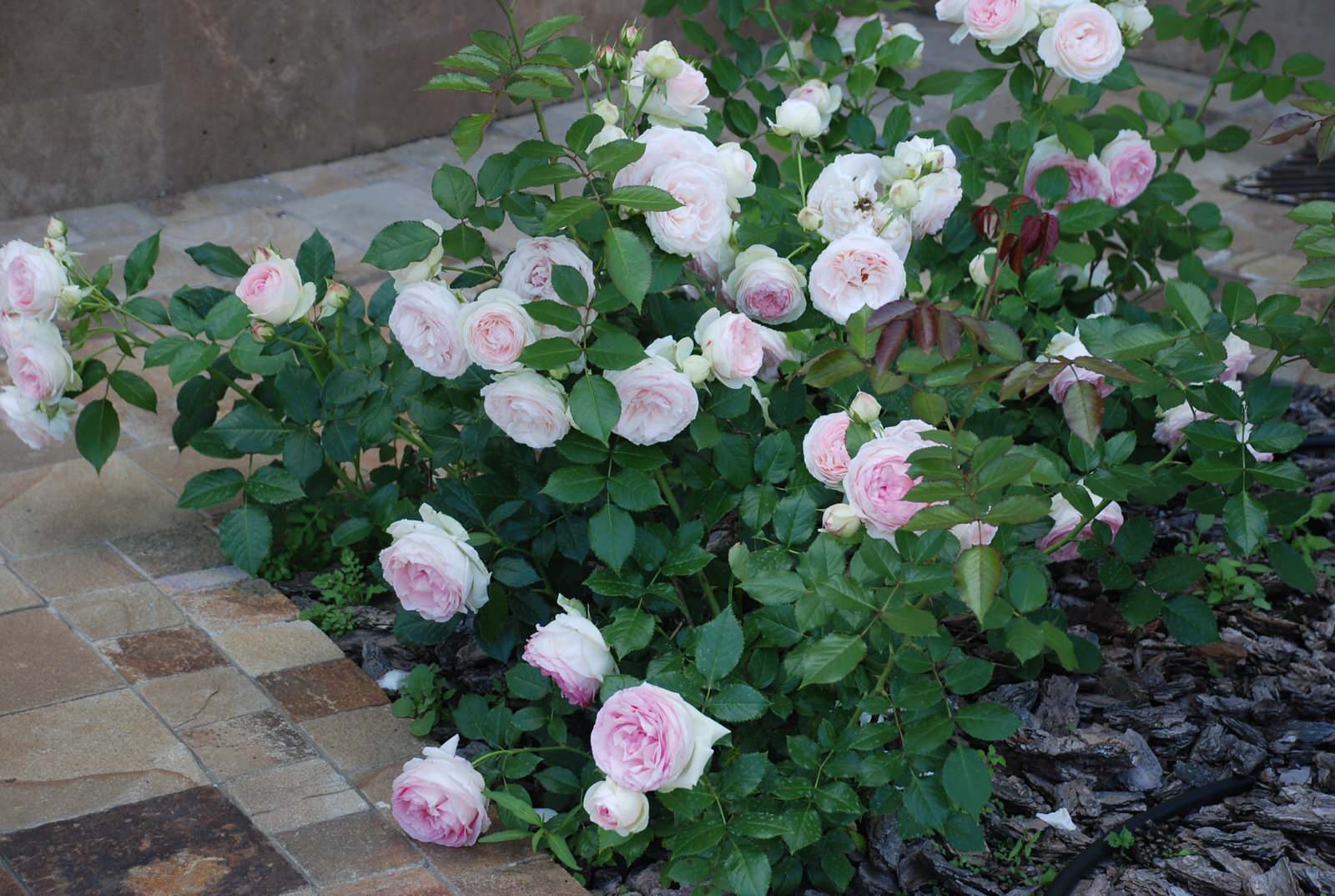 Обложка проекта: Сад в КП Миллениум Парк