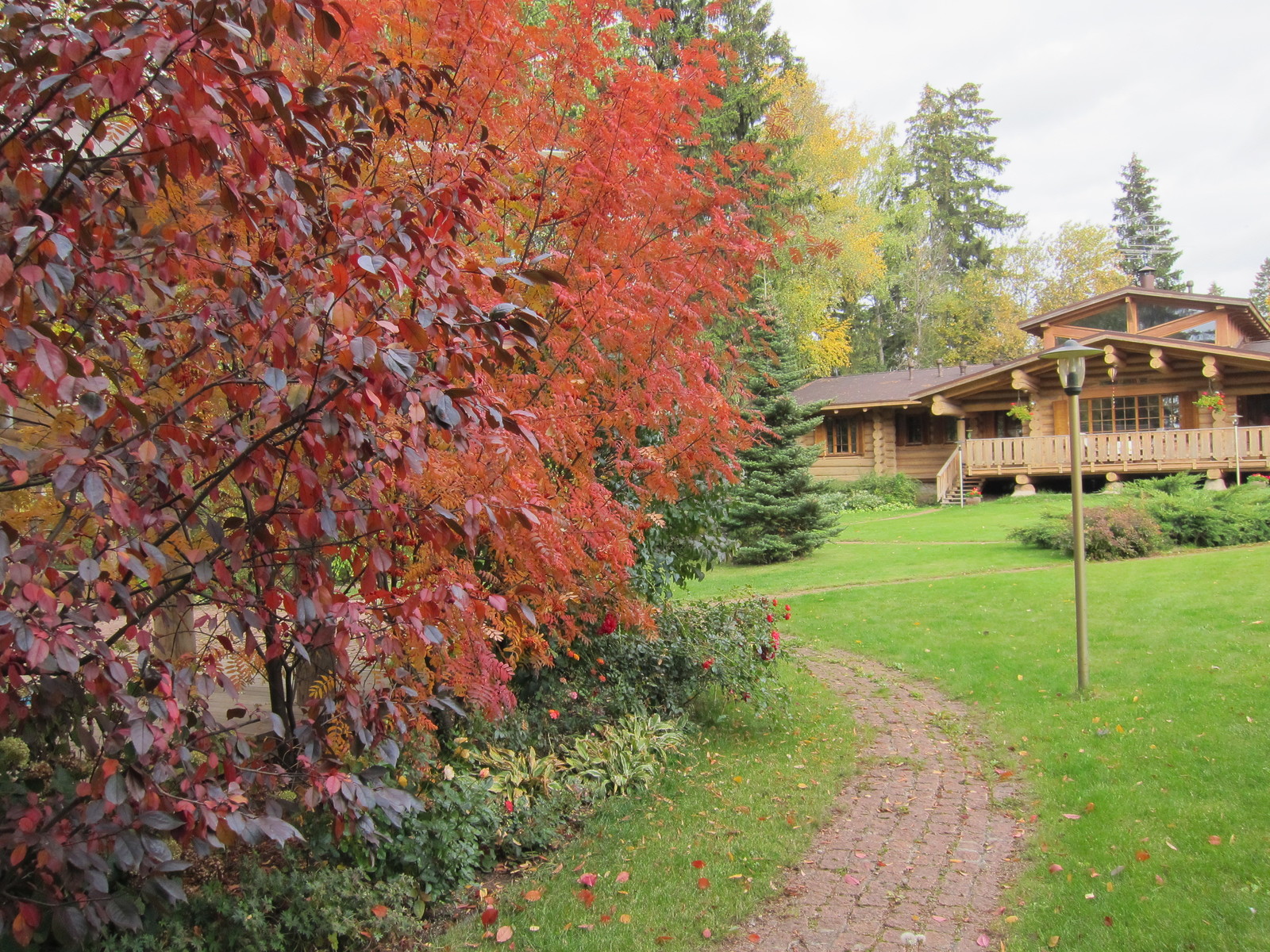 Лесная жизнь