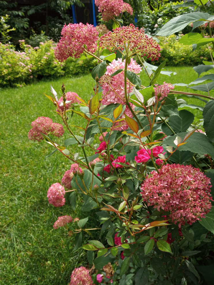 Сад в Рожновке