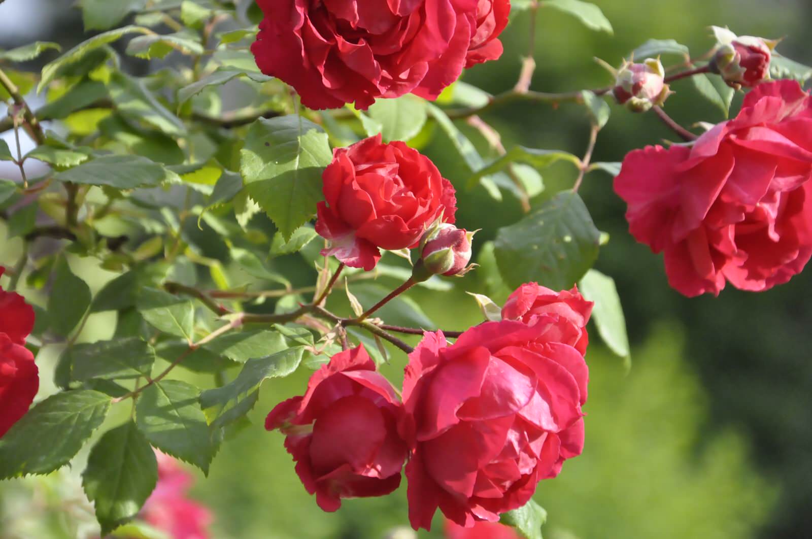 д. Косово - Уход за садом - 100% качество