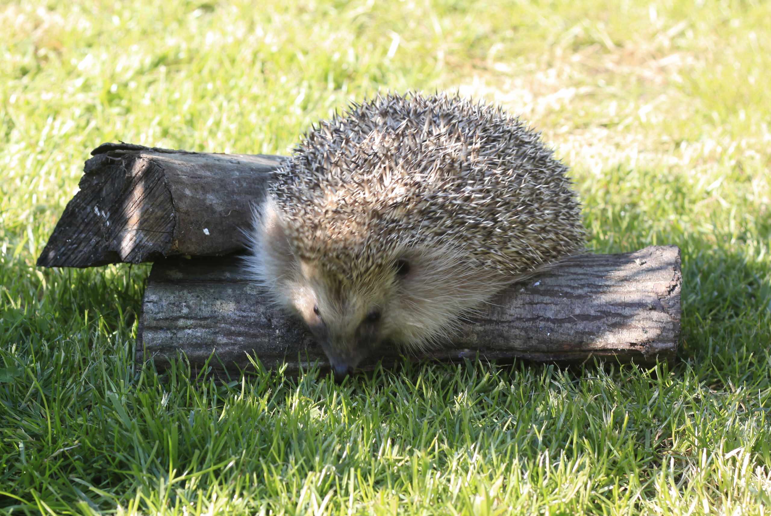 Цветущий сад: Календарь на май для дачников и садоводов
