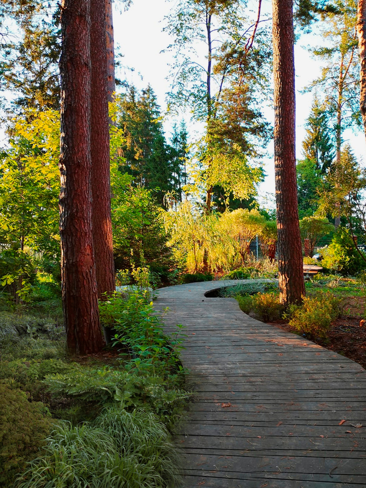 Ландшафтный дизайн участка с лесом В Покровском-Рубцове